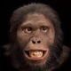 Australopithecus 2