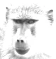 White Baboon
