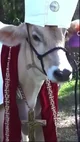 Holy Cow