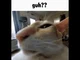 Guh Cat