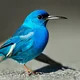 Blue bird