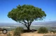 The Wisdom Tree