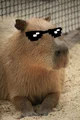 Capybara 