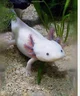 Axolotl