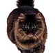 Maine Coon Cat