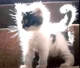Super Saiyan Cat