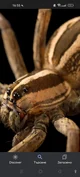 Wolf Spider