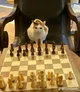 Chess Cat