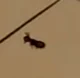 spot the ant