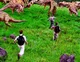 Hadrosaur stampede 