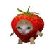 Strawberry cat