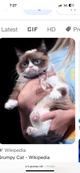 Grumpy cat
