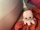 Octopus plushie
