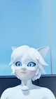 Chat Blanc