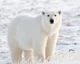 Polar bear