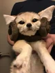 Fennec fox