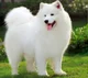 Samoyed 