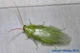 Radioactive roach 