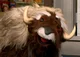 Monica the Musk Ox