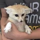 Fennec fox