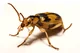 bombardier beetle