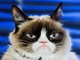 grumpy cat