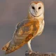 Barn Owl 