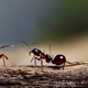 Life of an Ant