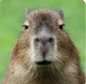 Capybara