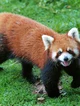 Red panda