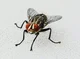 Annoying Fly