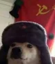 Soviet dog