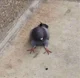 Sitting pigeon
