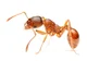 fire ant