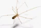 daddy long legs