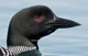 Common loon