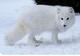 arctic fox