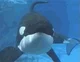 Orca in an Aquarium