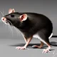 Unkillable rat