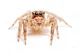jumping spider