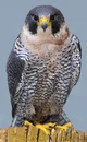 Peregine Falcon 