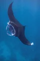 Manta ray