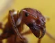 Immortal Ant