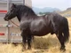 Big Dark Draft Horse