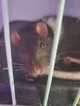 Jeremy the rat