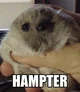 Hampter