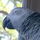 Apollo the Parrot