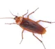 Cockroach 