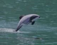 hectors Dolphin