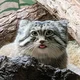 Pallas cat